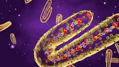 بعد تحذيرات الصحة.. أسرار حول فيروس ماربورغ