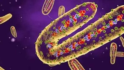 هل هناك إصابات بفيروس ماربورج أو إيبولا فى مصر؟