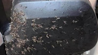 البعوض يهاجم السيارات في الإسكندرية.. والسبب غير متوقع