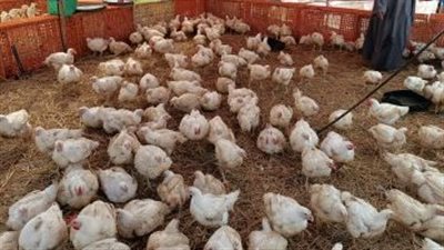 التموين: الدولة تفرض ذراعها القوية لخفض أسعار الدواجن والمستورد آمن