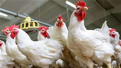 الدواجن البرازيلي تقود ألاسعار نحو الانخفاض في السوق المصري.. الحكومة: اللجوء للاستيراد هدفه سد العجز