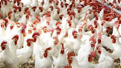 بعد وصول الدواجن البرازيلية.. رئيس غرفة الدواجن:  انخفاض سعر الدواجن 20 جنيهاً