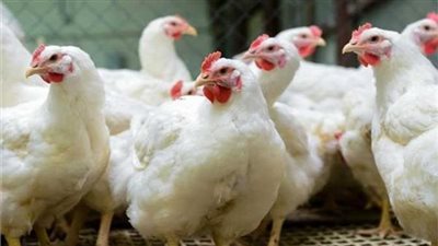 أسعار الدواجن اليوم الإثنين.. كيلو الفراخ بـ 82 جنيه
