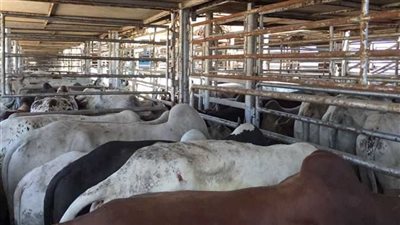 وصول 2335 رأس ماشية  لميناء سفاجا قادمة من جيبوتي