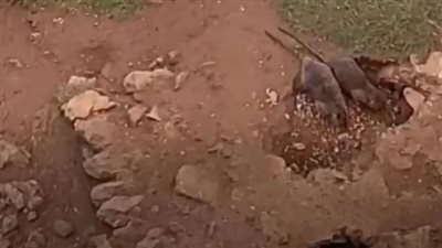 فئران فى حجم القطط تثير الرعب فى بريطانيا