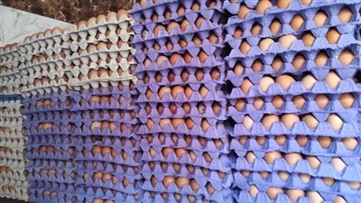 البيض يختفي قريبا من مصر.. اعرف الأسباب