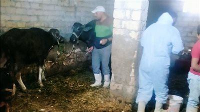 بيطرى السويس تتابع عمليات تحصين المواشي ضد الحمى القلاعية