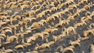 اكتشاف أكثر من 2000 من رؤوس الكباش المحنطة بمنطقة معبد الملك رمسيس الثاني