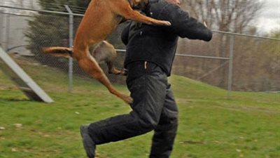 قرار جديد من النيابة في واقعة ضحية كلب المذيعة بالعجوزة