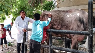 بيطري السويس تنظم قوافل طبية لعلاج الحالات المصابة من الأبقار