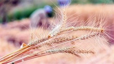 التموين تعلن ارتفاع توريد القمح المحلى لـ 1.2 مليون طن