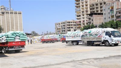 استمرار موسم توريد الذهب الأصفر بالغربية 