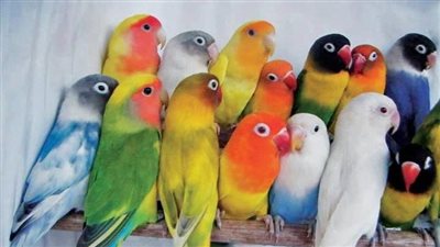 بعد طيور الحب.. عصافير فيشر الأكثر شعبية وتحتل المرتبة الثانية