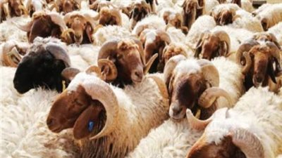 الحكومة تكشف حقيقة صدور قرار من وزارة الأوقاف بإجبار الأئمة على جمع صكوك الأضاحي