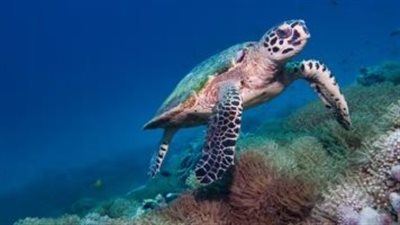 تغريم مطعم فرنسى 375 ألف يورو بسبب انتهاك 