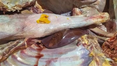 خلال حملة تفتيشية: ضبط 320  كيلو لحوم غير صالحة للاستهلاك الآدمي بالفيوم