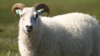 دار الافتاء: الشاةُ الواحدة فى الأضحية تكفي عن الفرد الواحد وأهل بيته