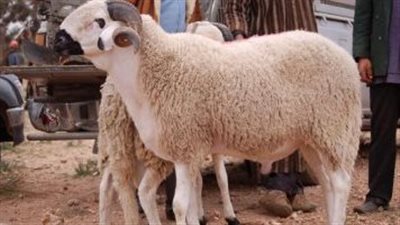 مركز الأزهر العالمى للفتوى الإلكترونية يوضح حُكم الأضحية وحِكمة تشريعها