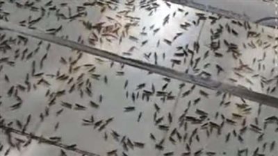 الجراد يهاجم الحدود المصرية.. ورئيس مكافحة الآفات الزراعية يكشف السبب 