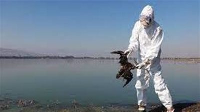 نفوق مئات الطيور بسبب ارتفاع درجات الحرارة والجوع فى المكسيك