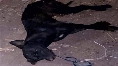 انتشروا في المنطقة.. القبض على شخص بتهمة تعذيب كلب بشبرا الخيمة