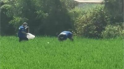 كشف غموض العثور على جثة شخص وسط زراعات الأرز بالغربية