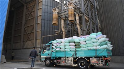 توريد 172 ألف 540 طن من القمح لمخازن الغربية بنسبة 99 % 