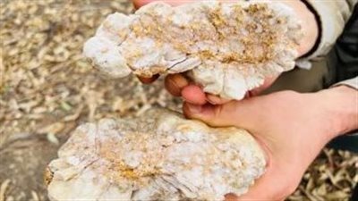 الداخلية تضبط 53 كيلو ذهب خام غير مدموغة بقيمة 130 مليون جنيه قبل بيعها