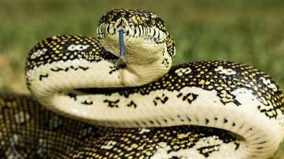 الهند تضبط راكبا بمطار تيروتشيرابالى حاول تهريب 47 ثعبانا داخل حقائبه