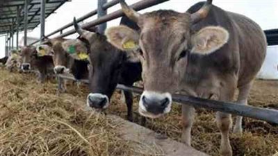 سفاجا يستقبل 3500 رأس عجول حية قادمة من جيبوتي  