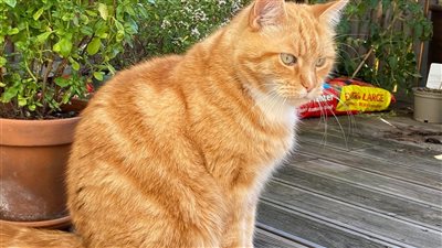 قطة تبحث عن عريس.. والخاطبة رئيس حزب شهير