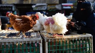 الغرف التجارية: انخفاض بأسعار الدواجن وكيلو الفراخ بـ 68 جنيها في الأسواق