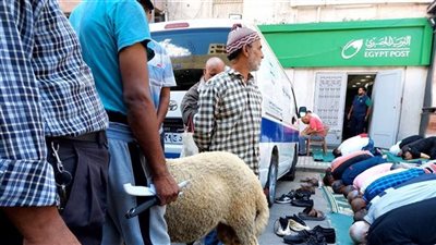 الإسكندرانية ولاد أصول.. أهالي القباري يذبحون خروف على روح والدة أحمد شيبة