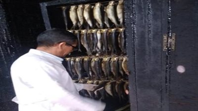 سلامة الغذاء بالغربية تضبط نصف طن رنجة غير صالحة للاستخدام الآدمي