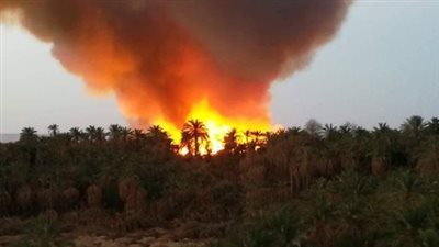  السيطرة على حريق ضخم في زراعات الغابة الشجرية شمال الغردقة