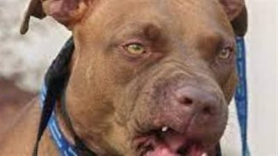 إحالة زوج مذيعة شهيرة للمحاكمة فى وفاة ضحية كلب الشيخ زايد