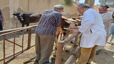 قافلة تقدم الخدمات البيطرية بقرية بدسوق بكفر الشيخ وتجري العمليات الجراحية