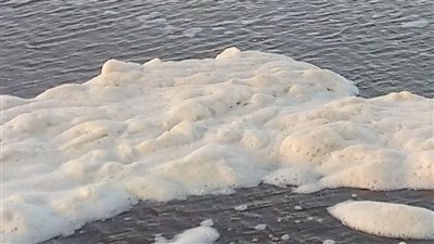 ظاهرة من عند الله.. ما هو زبد البحر الذي ظهر في بورسعيد؟