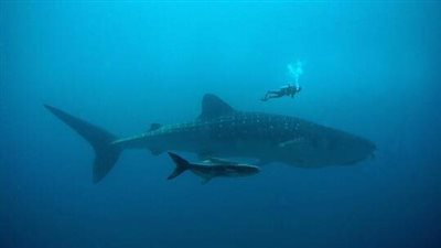 إي الحكاية؟.. صدمة في إسرائيل بعد حادث قرش دهب