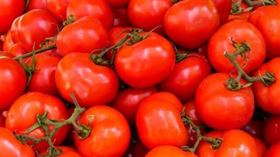  الـ 4 بـ 100جنيه.. موعد انخفاض أسعار الطماطم في الأسواق