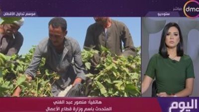 متحدث قطاع الأعمال: السعر الحالى للقطن المصرى لم يحصل عليه المزارع من قبل