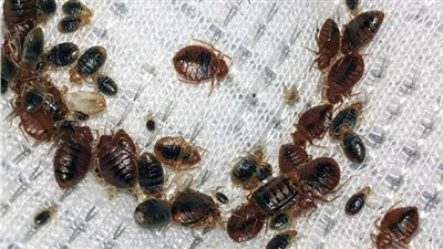 بق الفراش.. حشرة بدرجة مصاص دماء