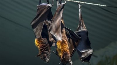 نهايته الموت.. كل ما تريد معرفته عن فيروس نيباه بعد ظهوره في الهند