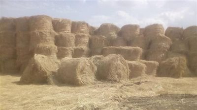 وزير الزراعة يوجه بتكثيف حملات التوعية بمنظومة تجميع وتدوير قش الأرز 