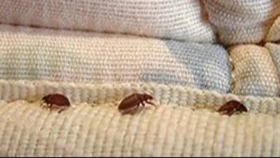 وزارة الصحة تكشف إجراءات المسافرين الوقائية للحماية من لدغات البق