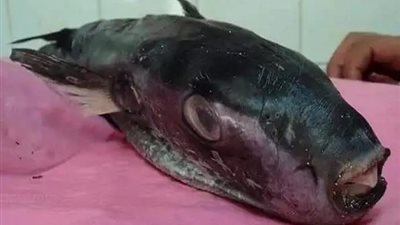 سمكة فيها سمًا قاتل.. تسبب الوفاة بعد ساعات قليلة