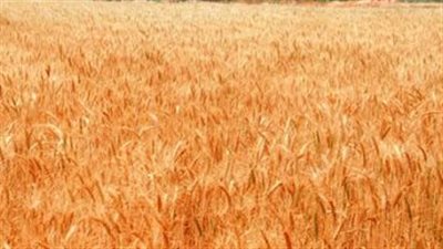 مجلس الوزراء يوافق على 1600 جنيه سعرا استرشاديا لتوريد إردب القمح