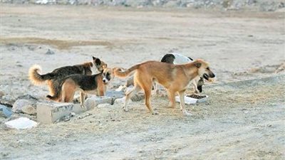 بسبب الكلاب.. كشف ملابسات واقعة التعدي على سيدة بأحد المجمعات السكنية بالجيزة