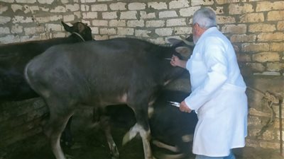 بيطري السويس تواصل متابعة أعمال التحصين ضد مرض المواشي