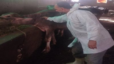 الطب البيطرى بالسويس تواصل تحصين المواشي ضد مرض الحمى القلاعية